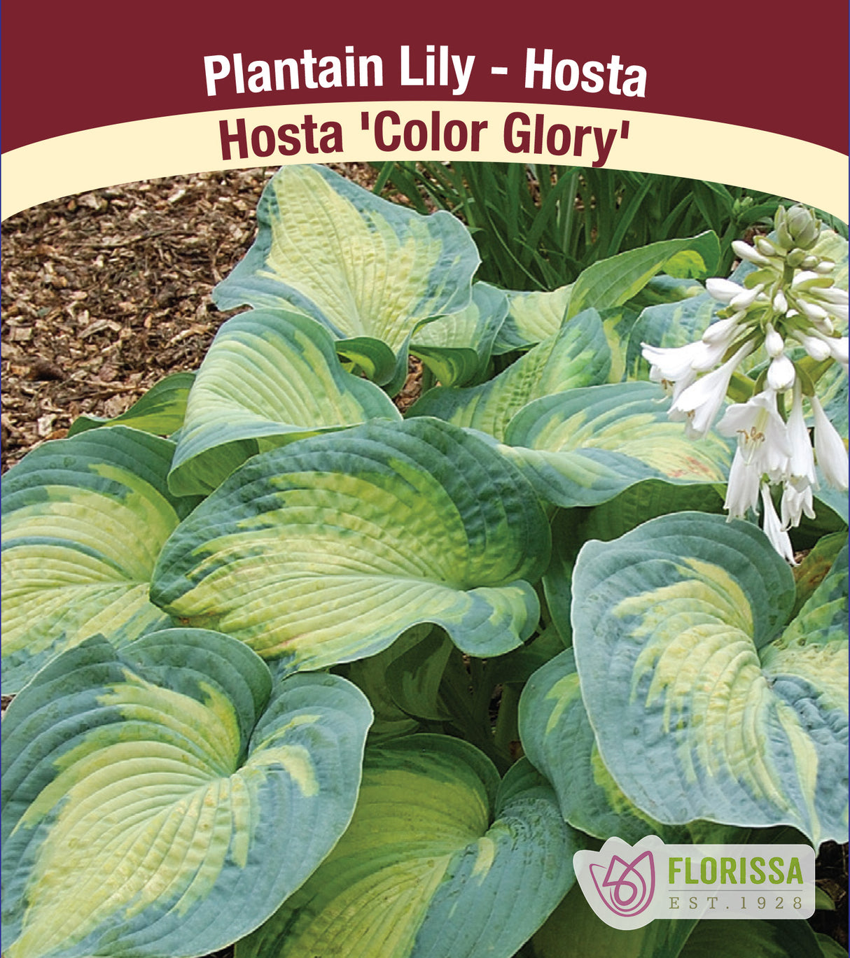 Hosta - Color Glory