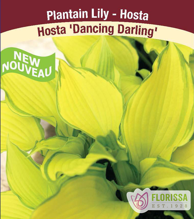 Hosta - Dancing Darling