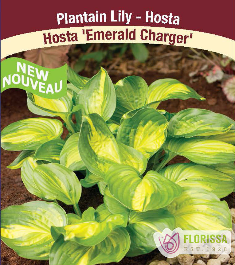 Hosta - Emerald Charger