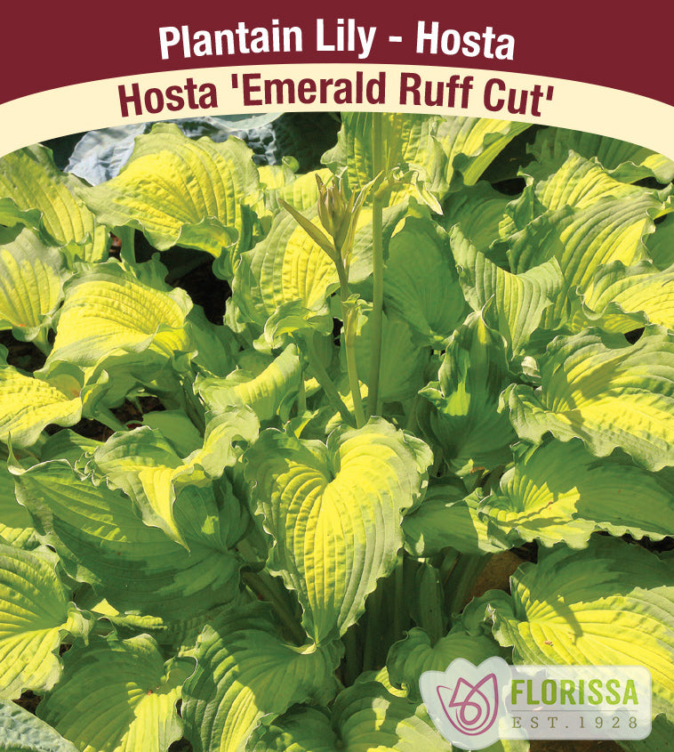 Hosta - Emerald Ruff Cut