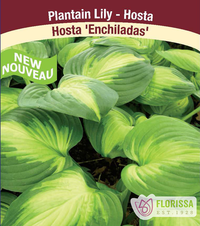 Hosta - Enchiladas