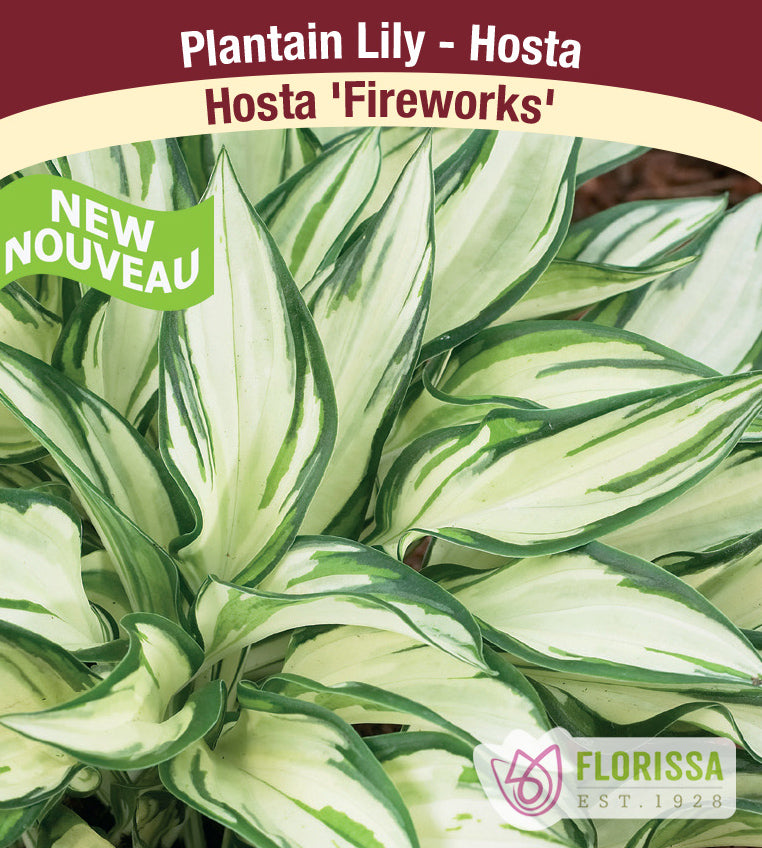 Hosta - Fireworks