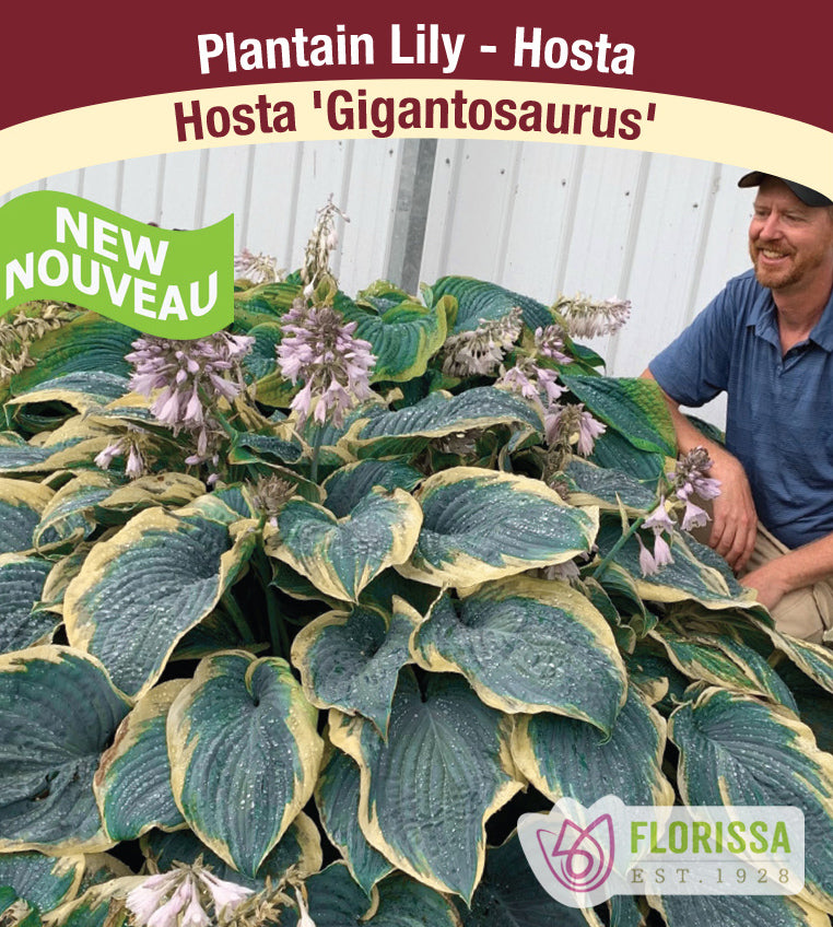 Hosta - Gigantosaurus PW - incl Pot and Stake tag