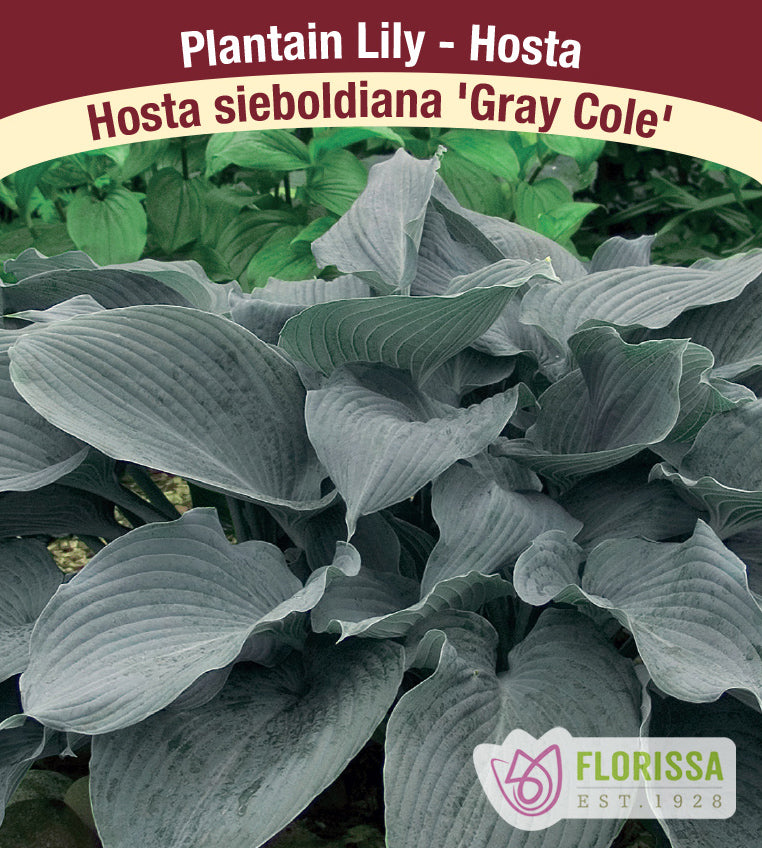 Hosta - Gray Cole