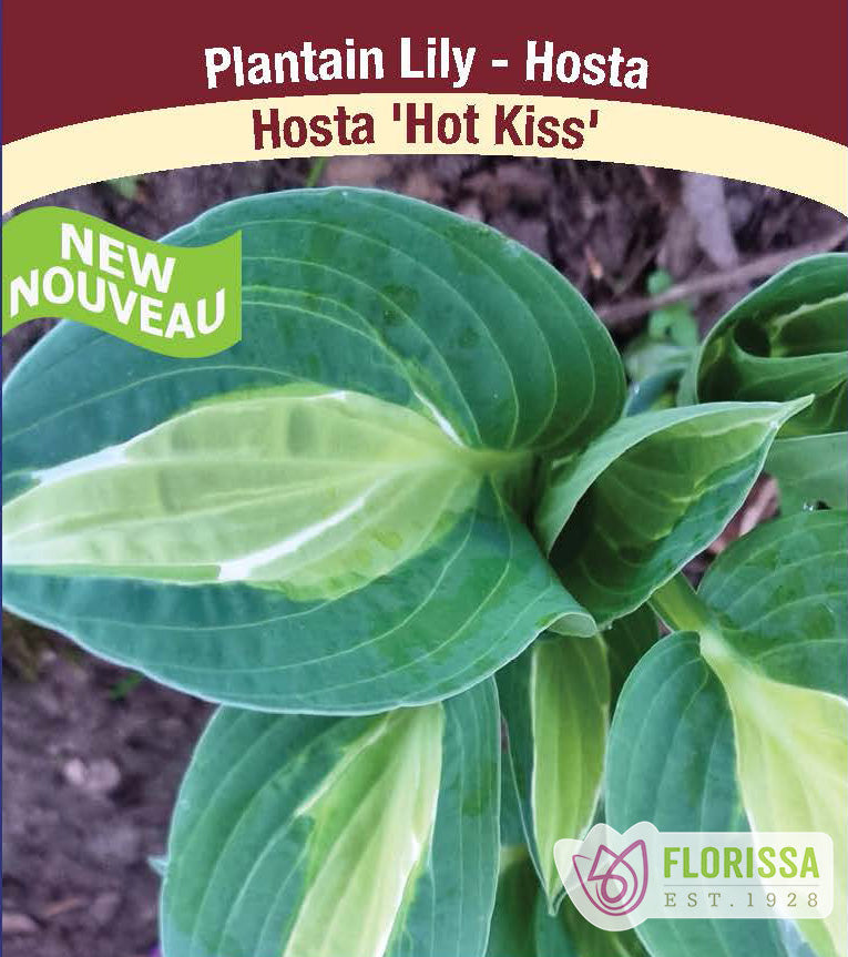 Hosta - Hot Kiss