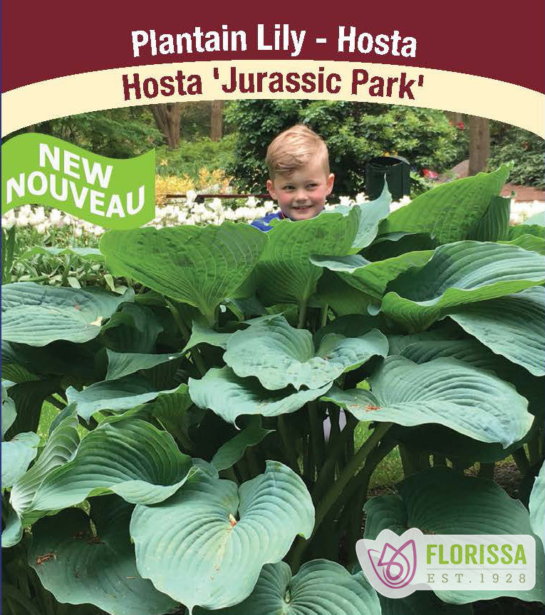 Hosta - Jurassic Park