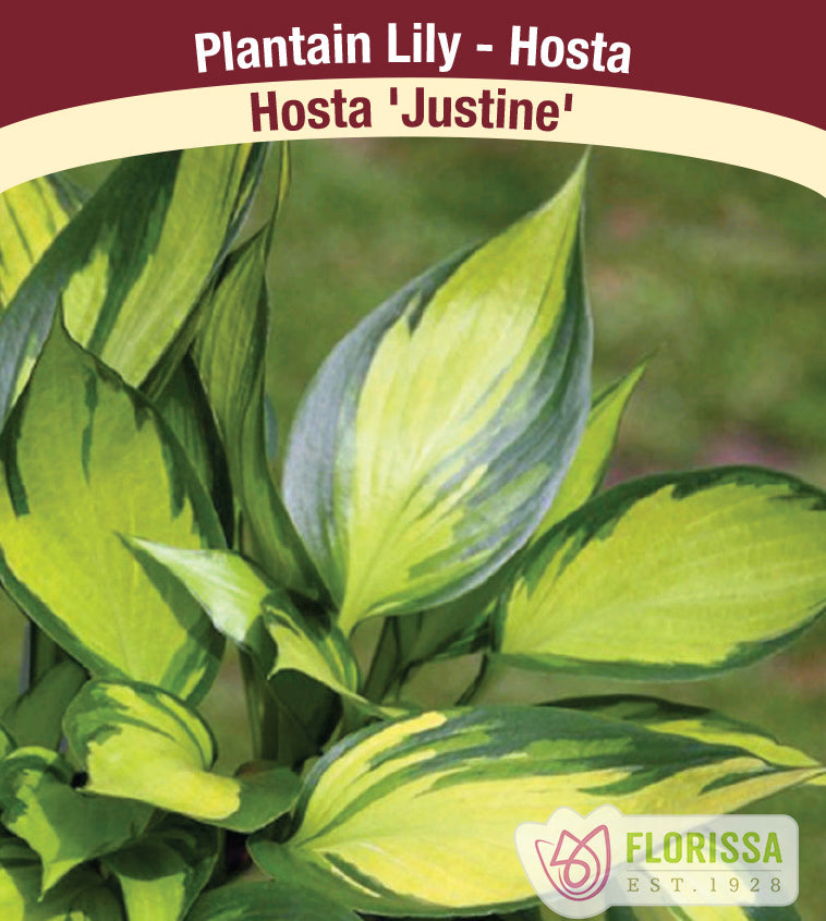 Hosta - Justine