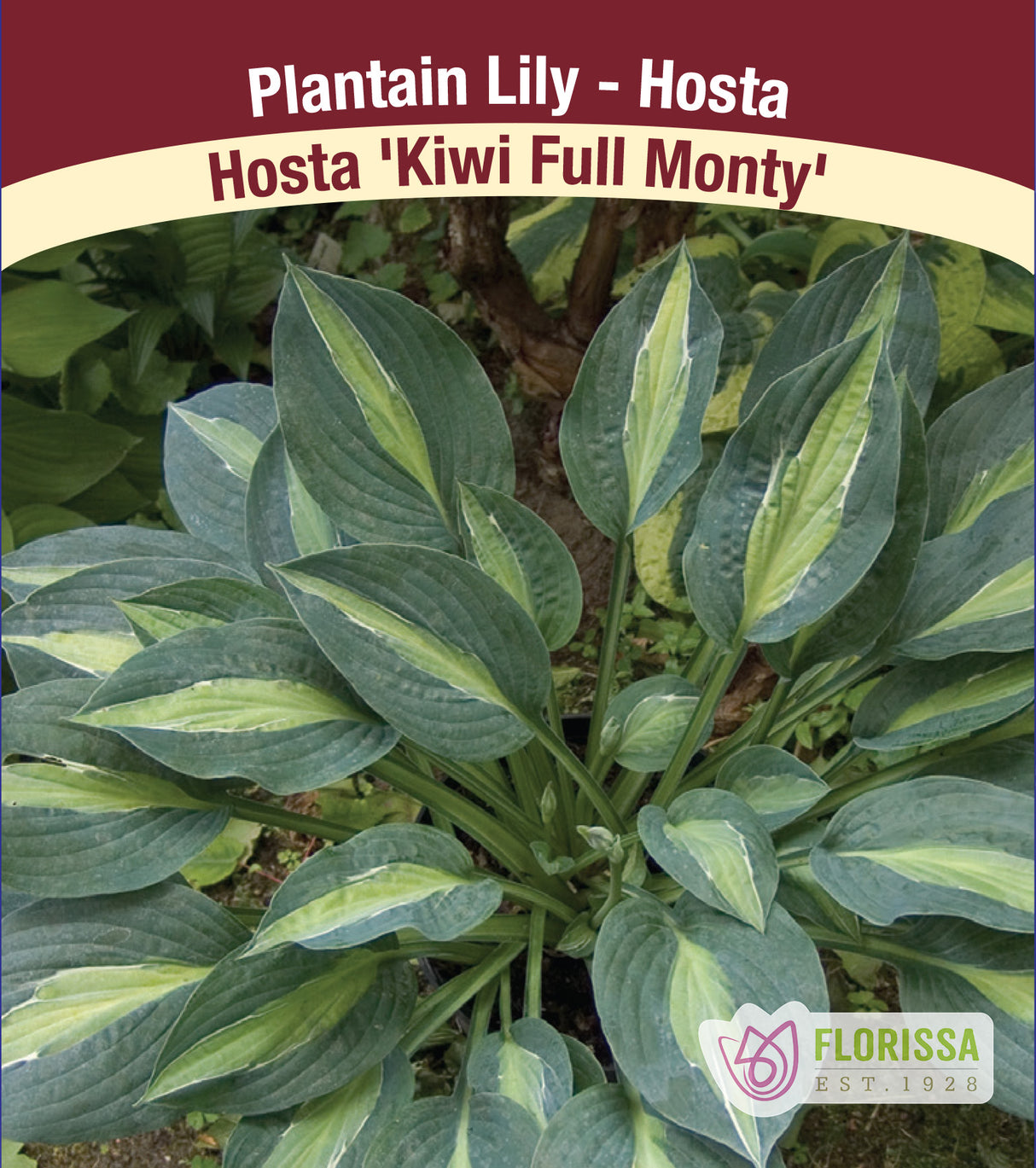 Hosta - Kiwi Full Monty