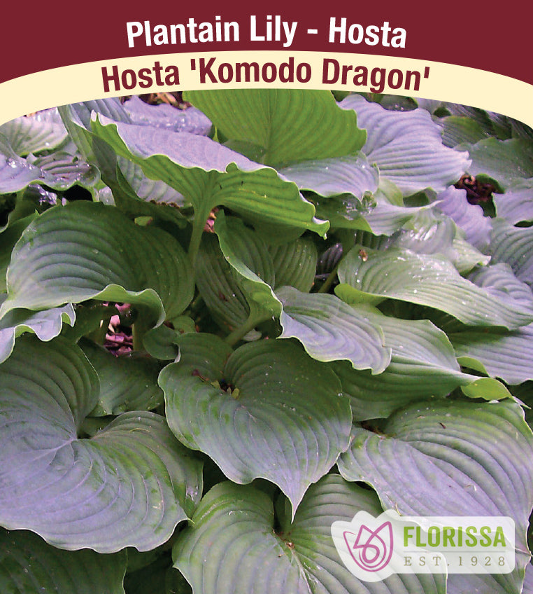 Hosta - Komodo Dragon