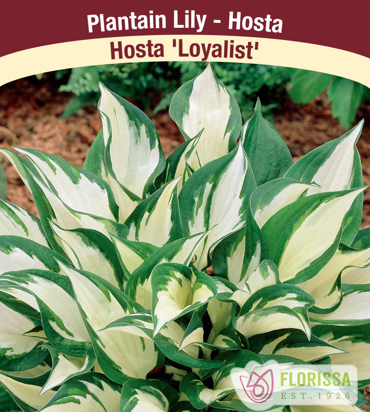 Hosta - Loyalist