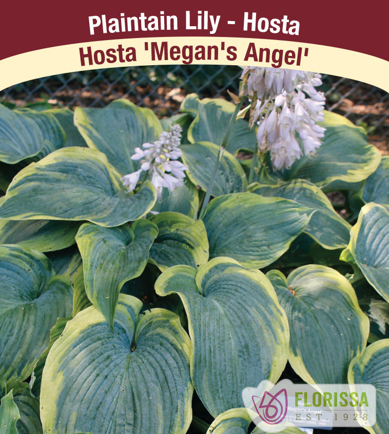 Hosta - Megans Angel