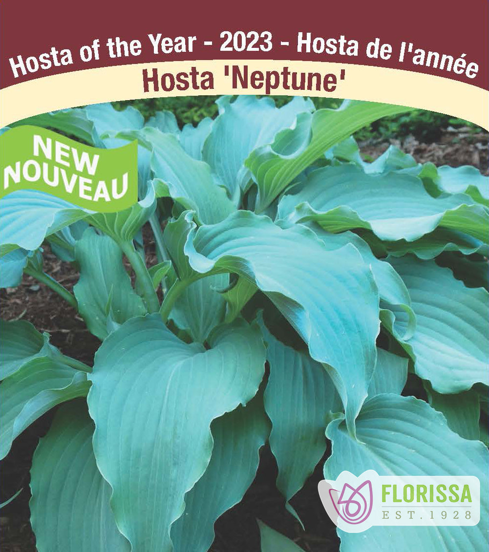 Hosta - Neptune