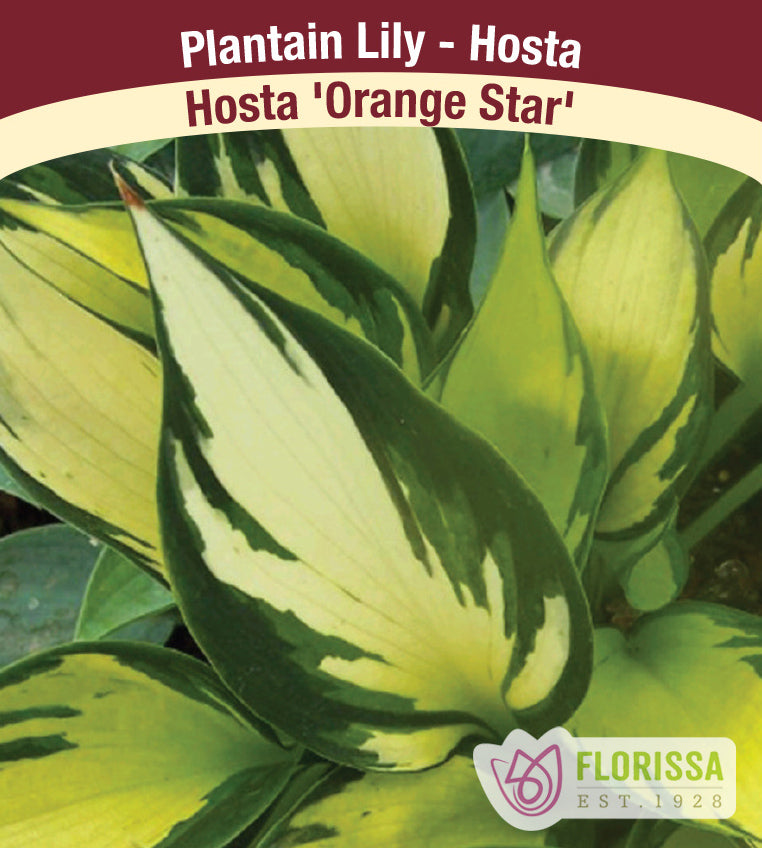 Hosta - Orange Star