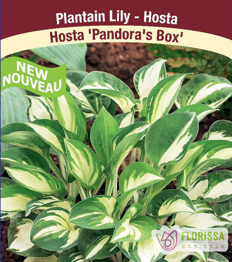 Hosta - Pandoras Box