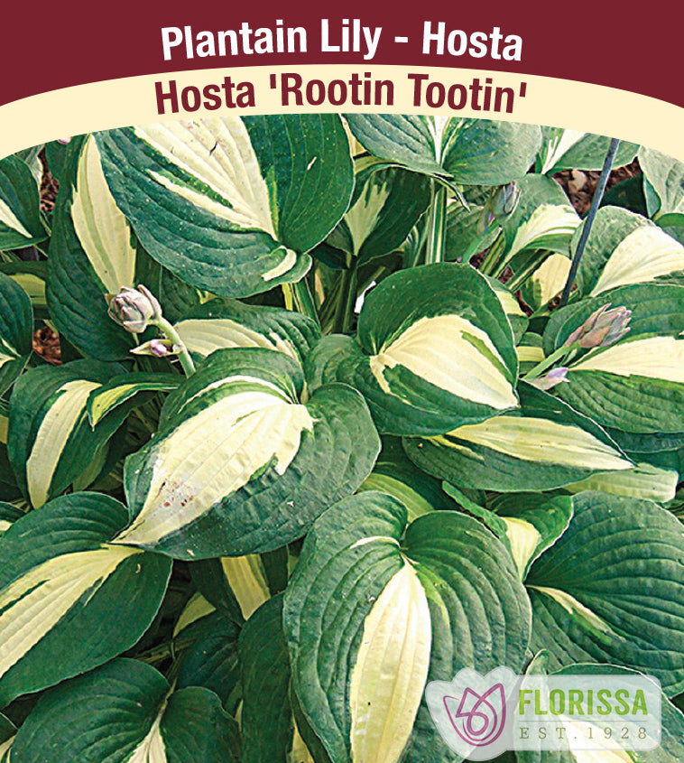 Hosta - Rootin Tootin