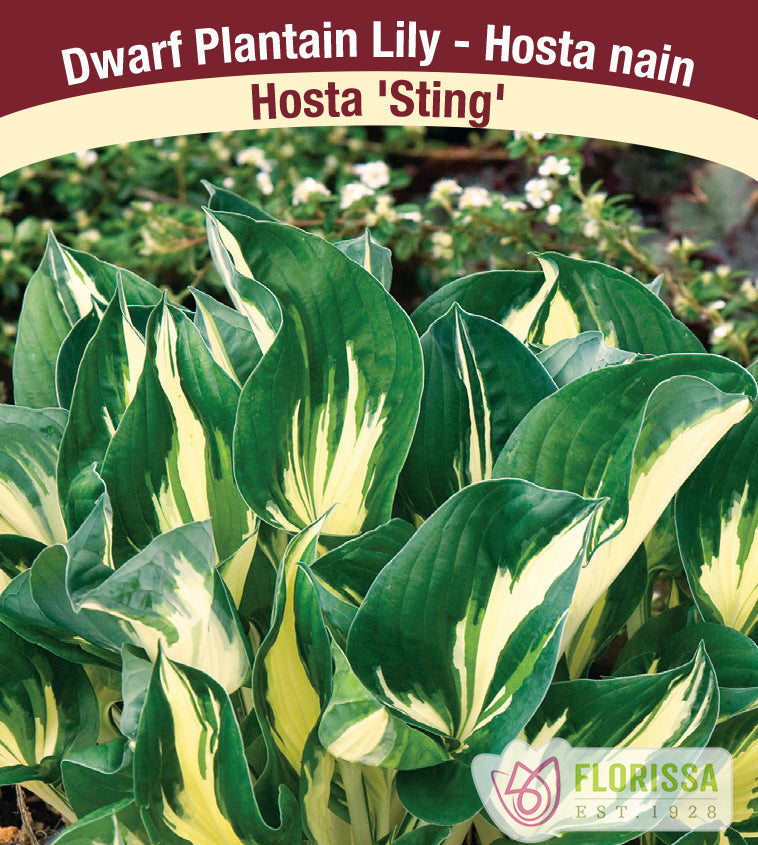 Hosta - Sting