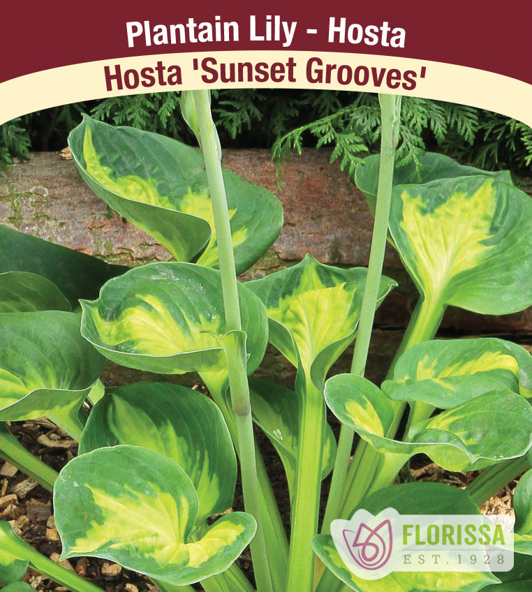Hosta - Sunset Grooves