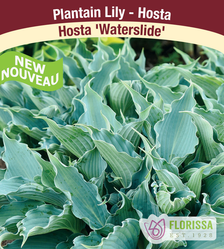Hosta - Waterslide PW - incl Pot and Stake tag