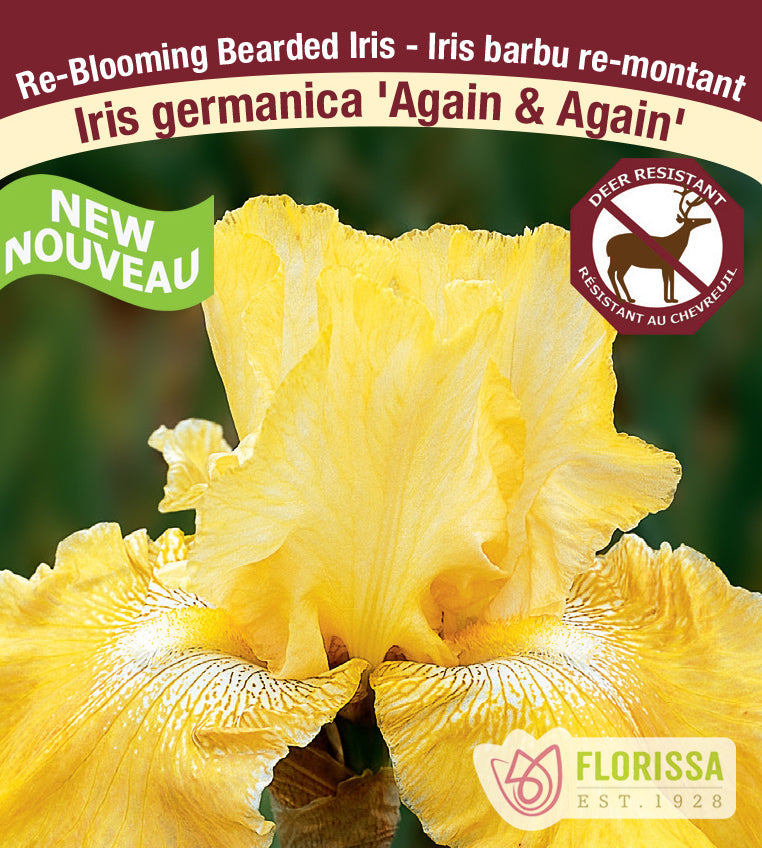 Iris Germanica - Again & Again