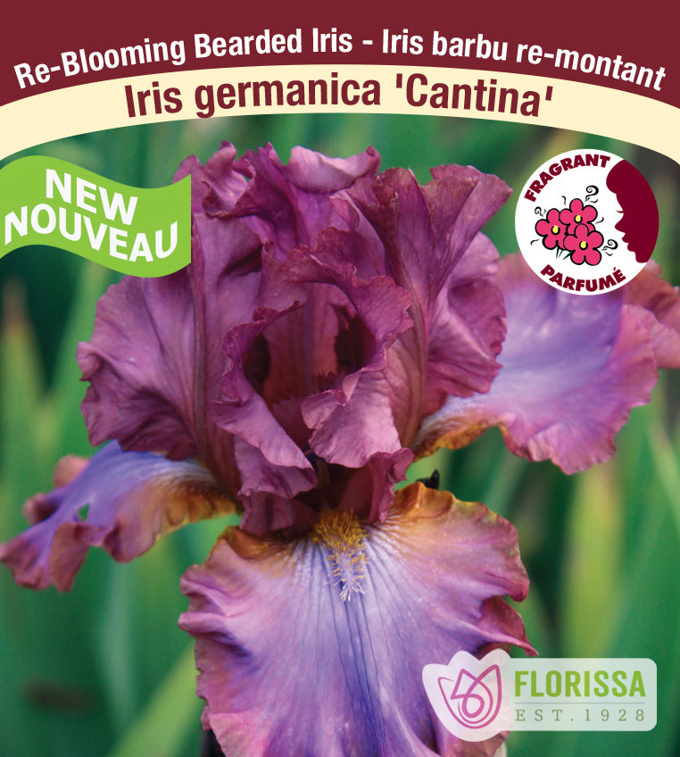 Iris Germanica - Cantina