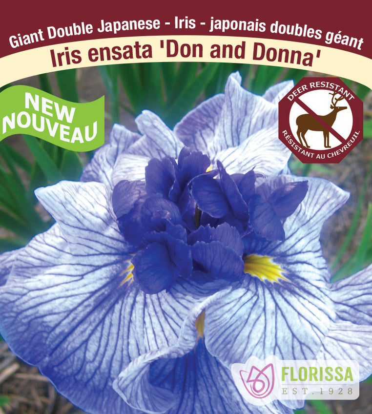 Iris Ensata - Don and Donna