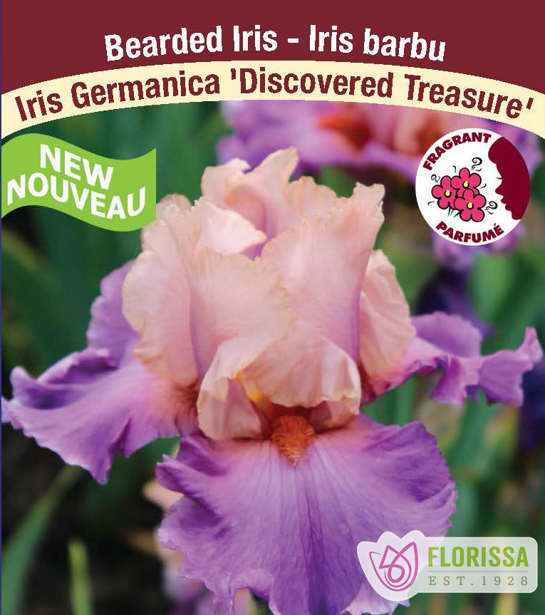 Iris Germanica - Discovered Treasure
