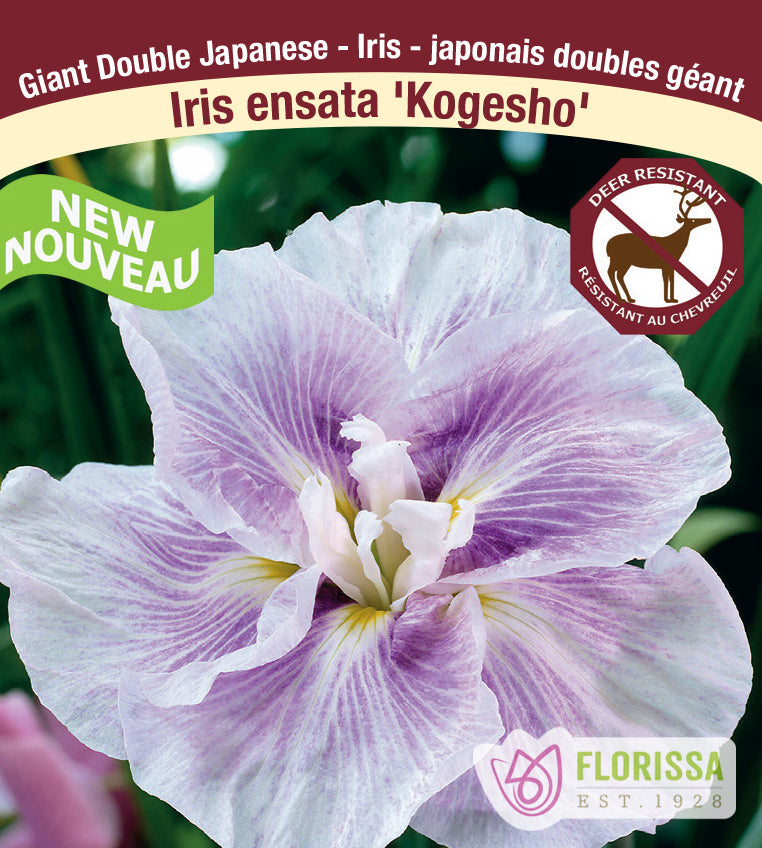 Iris Ensata - Kogesho