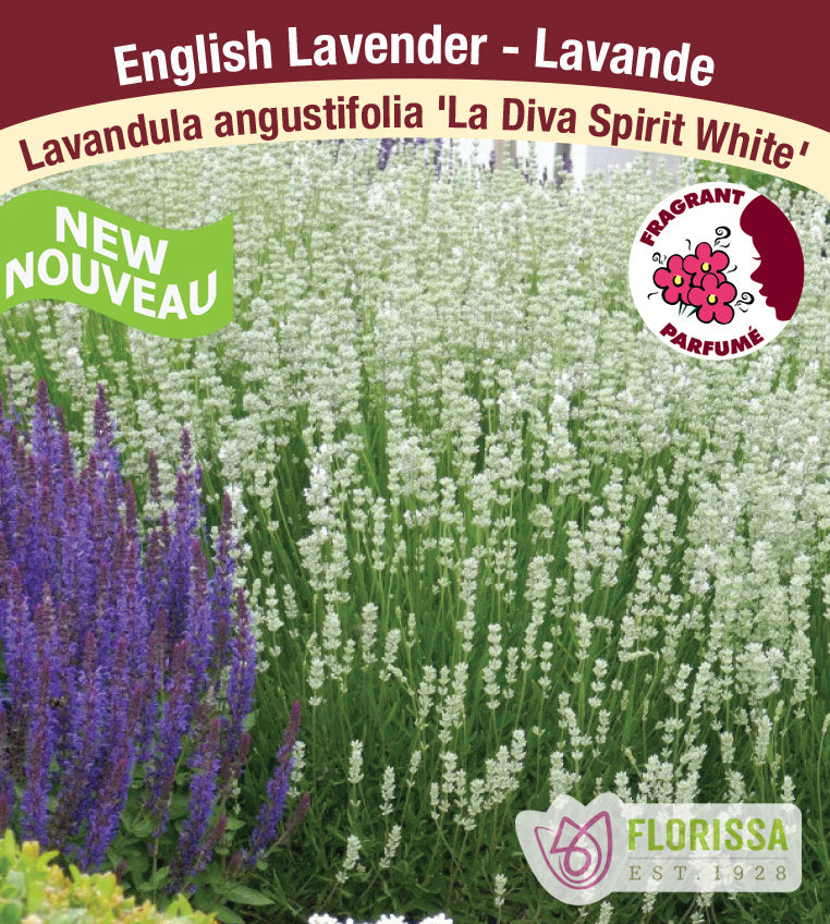 Lavandula - angustifolia La Diva Spirit White