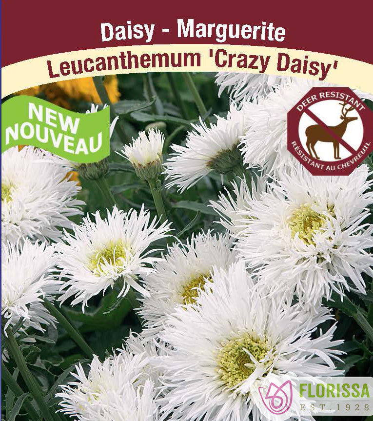 Leucanthemum - Crazy Daisy