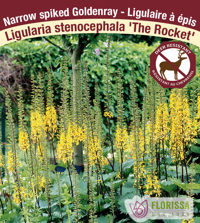 Ligularia The Rocket Jumbo Field Clump