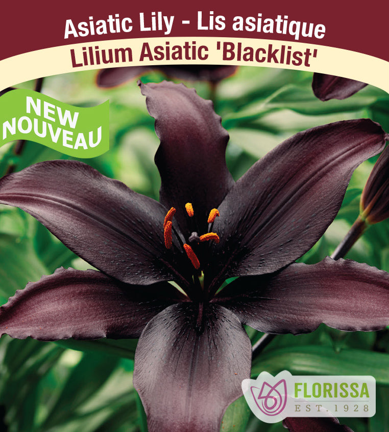 Lilium Asiatic - Blacklist