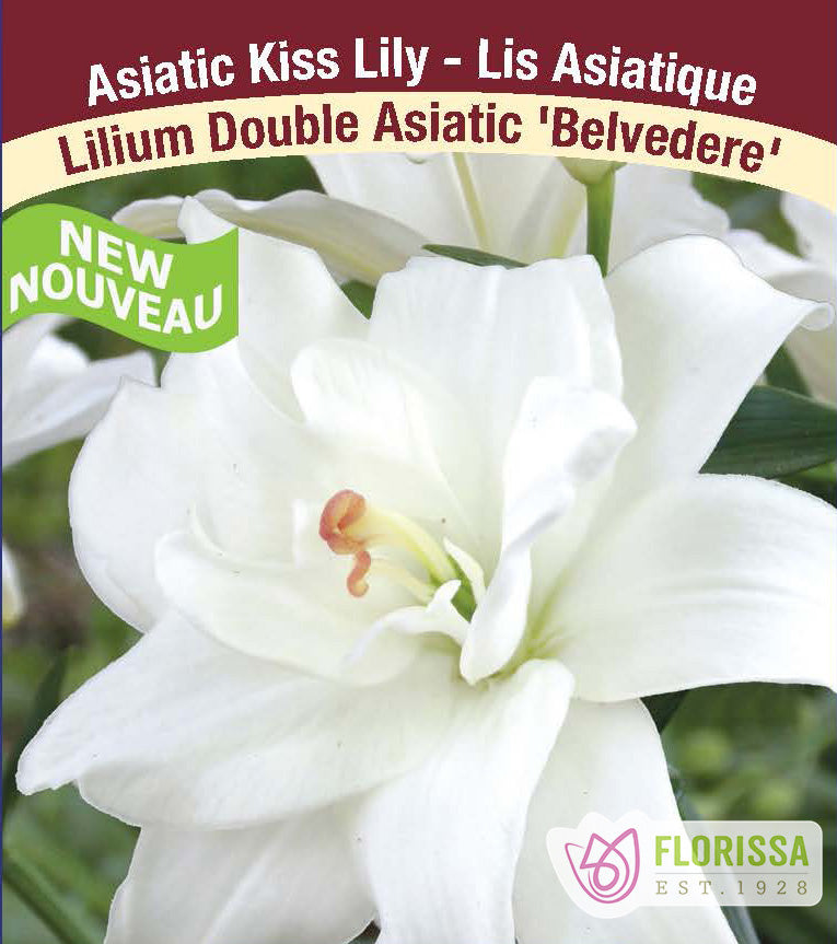 Lilium Kiss - Belvedere