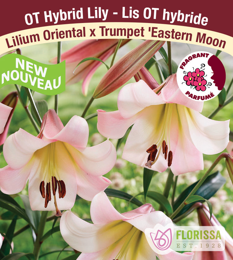 Lilium O/T Hybrids  - Eastern Moon