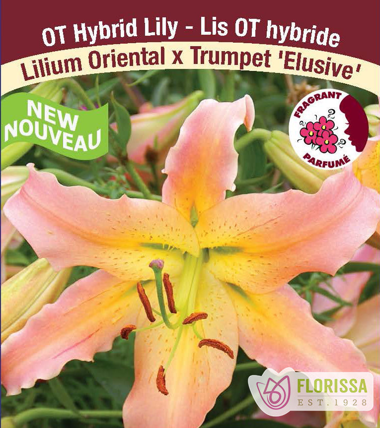 Lilium O/T Hybrids  - Elusive