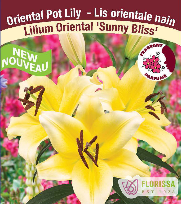 Lilium Oriental Pot  - Sunny Bliss
