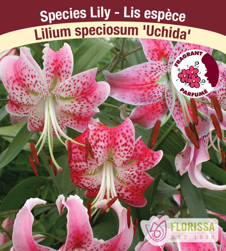 Lilium Species  - Rubrum Uchida
