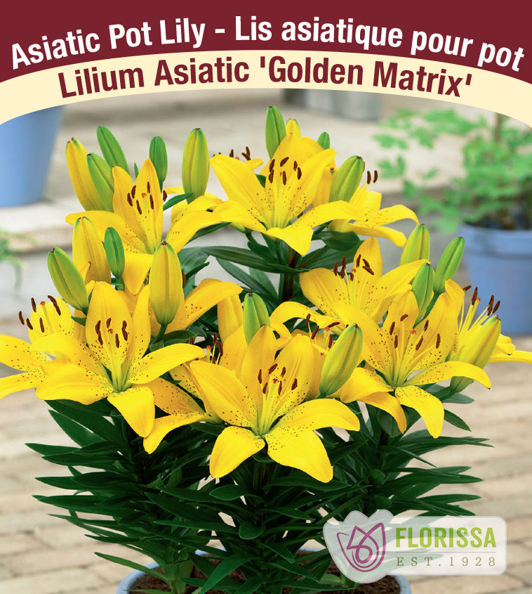 Lilium Asiatic Pot - Golden Matrix