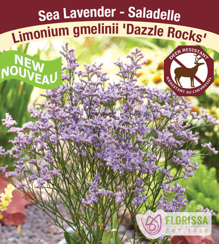 Limonium - Dazzle Rocks