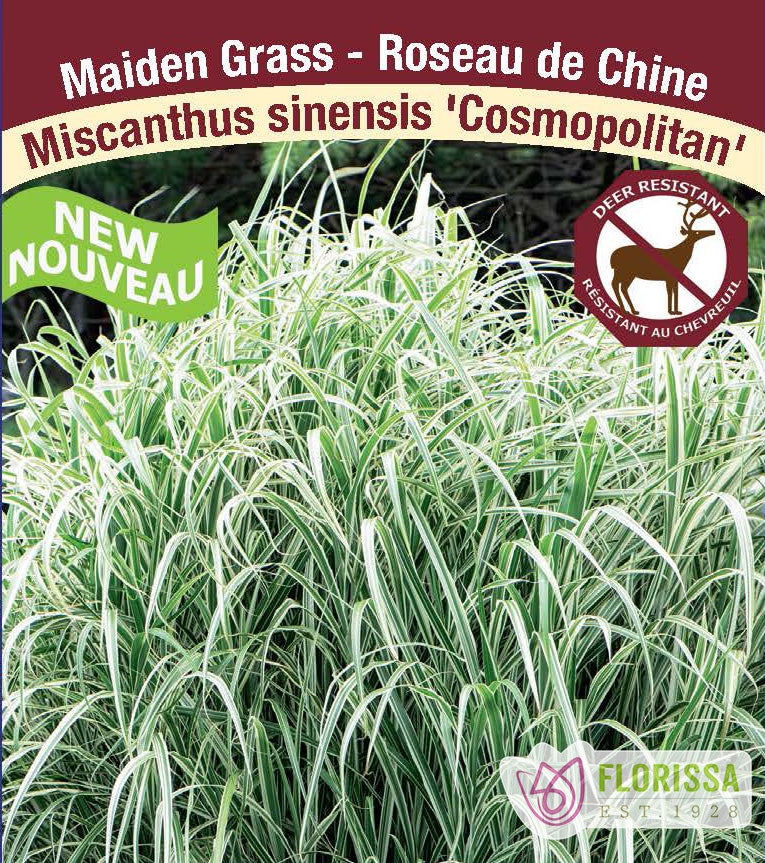 Miscanthus - sinensis Cosmopolitan