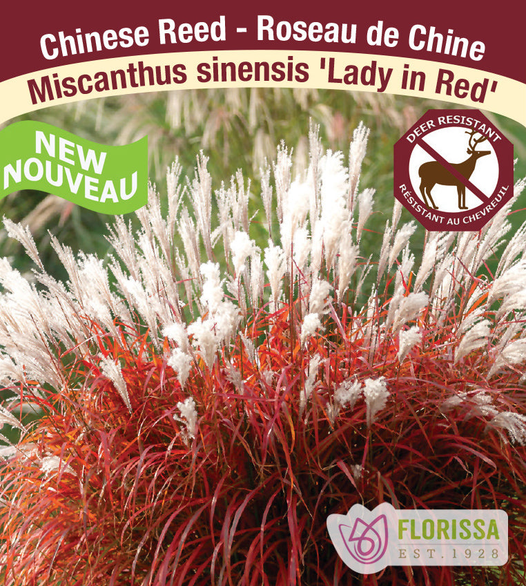 Miscanthus - sinensis Lady in Red