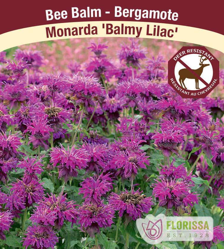 Monarda - Balmy Lilac