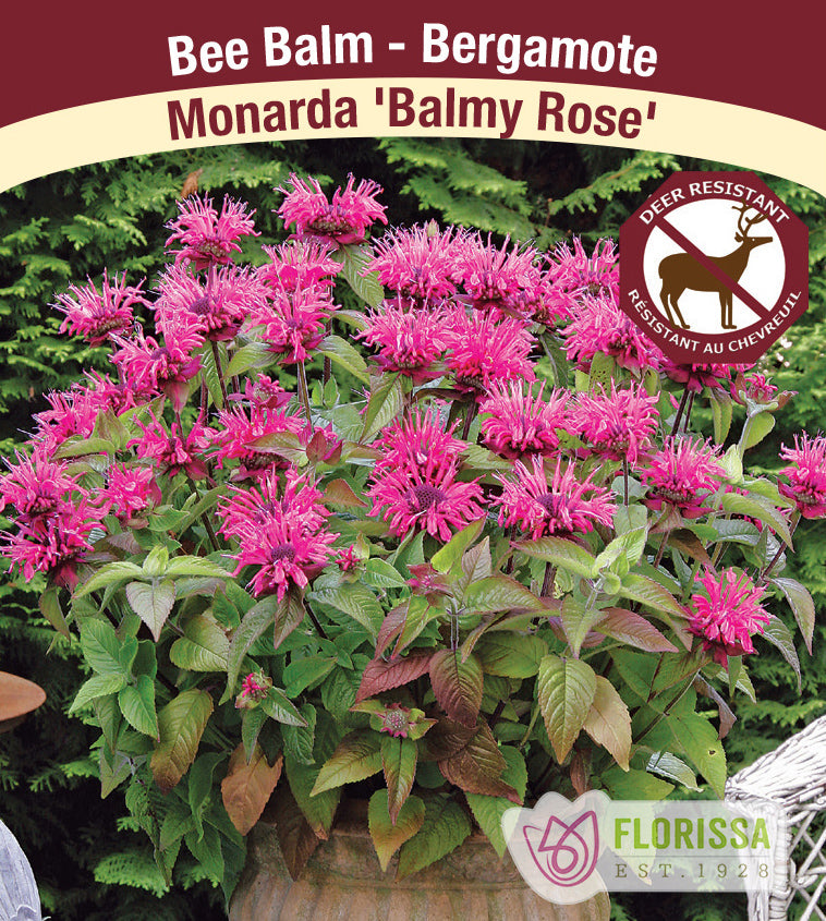 Monarda - Balmy Rose