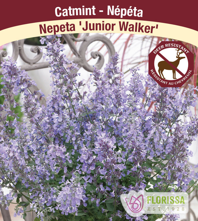Nepeta - Junior Walker