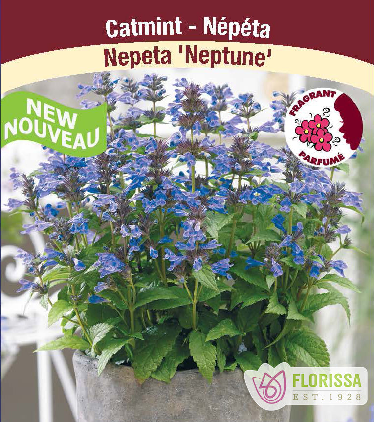 Nepeta - Neptune