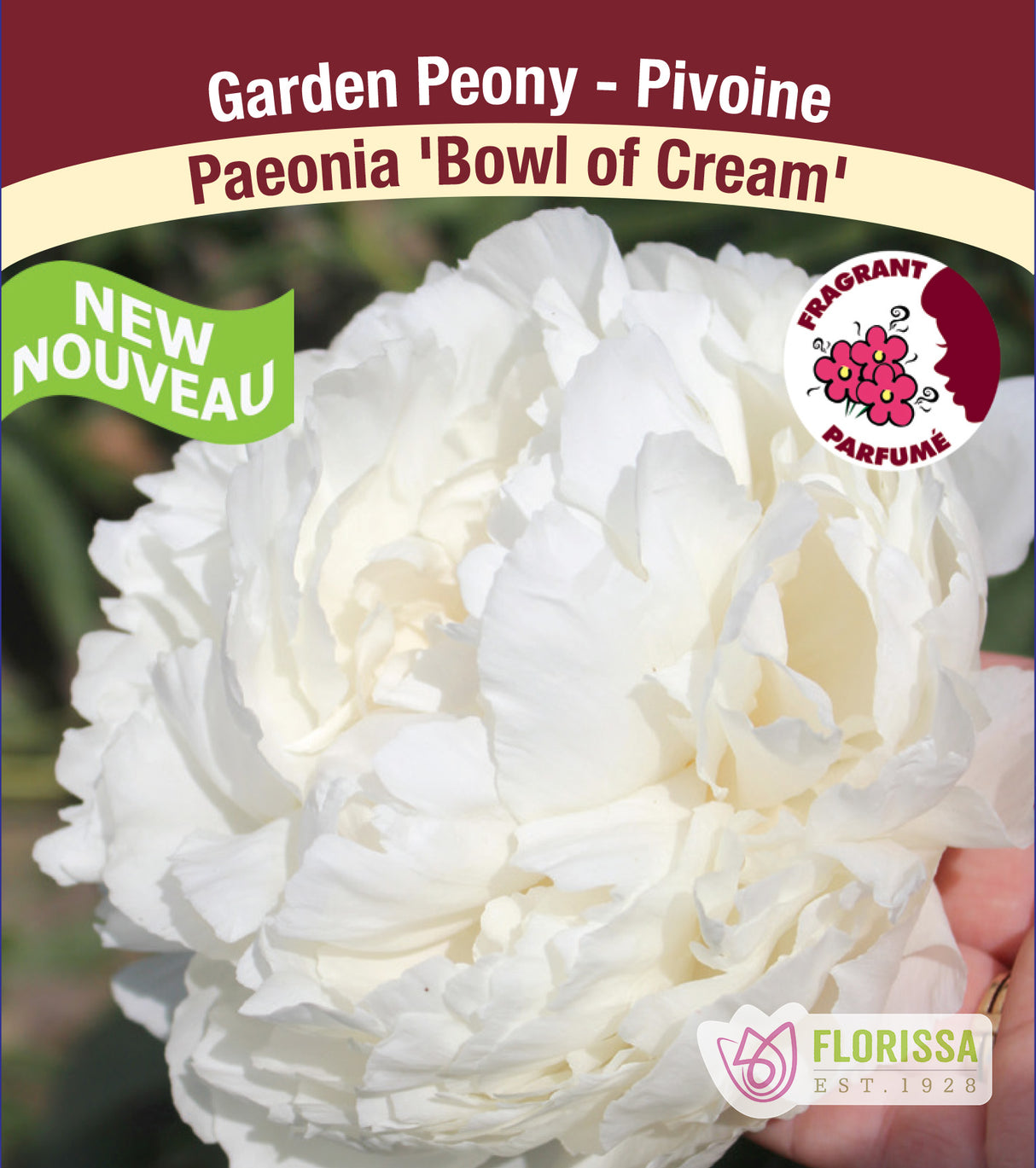 Paeonia Lactiflora - Bowl of Cream