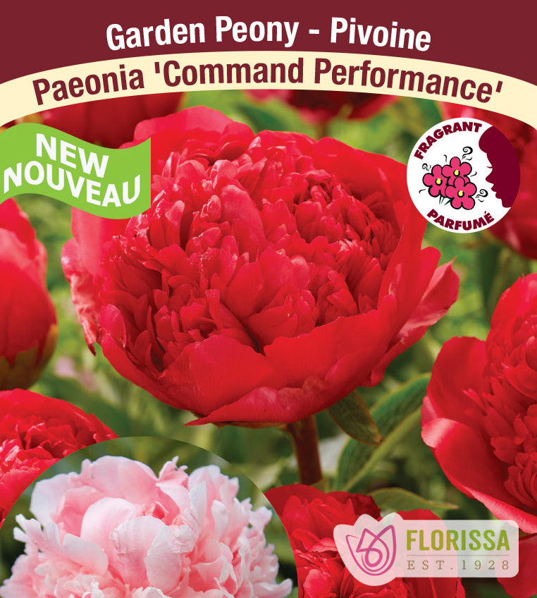 Paeonia Lactiflora - Command Performance