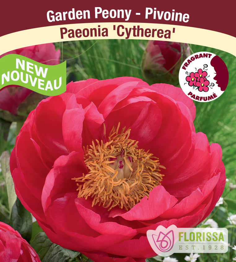 Paeonia Lactiflora - Cytherea