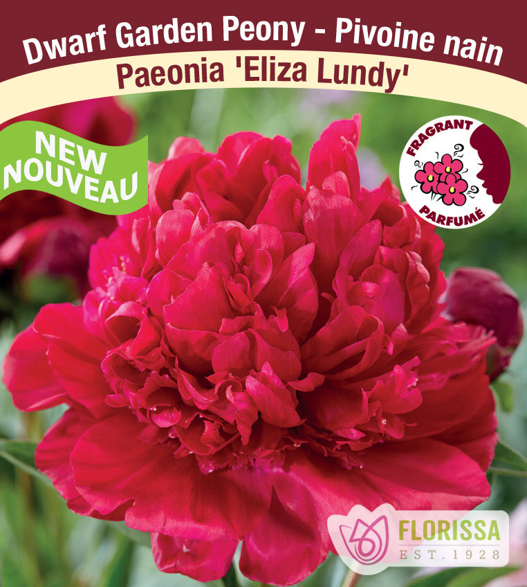 Paeonia Lactiflora - Eliza Lundy