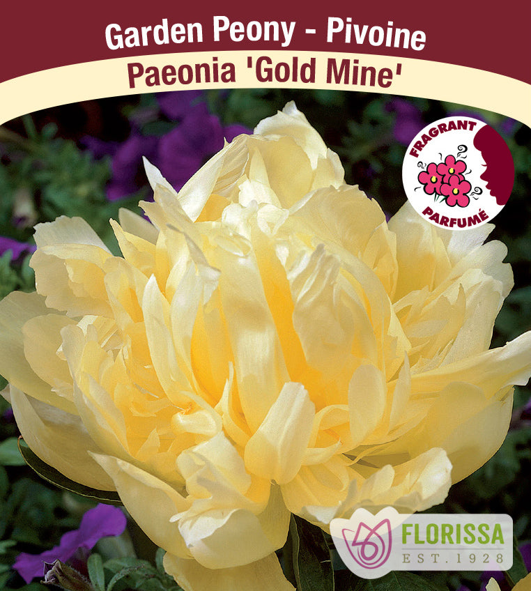 Paeonia Lactiflora - Gold Mine