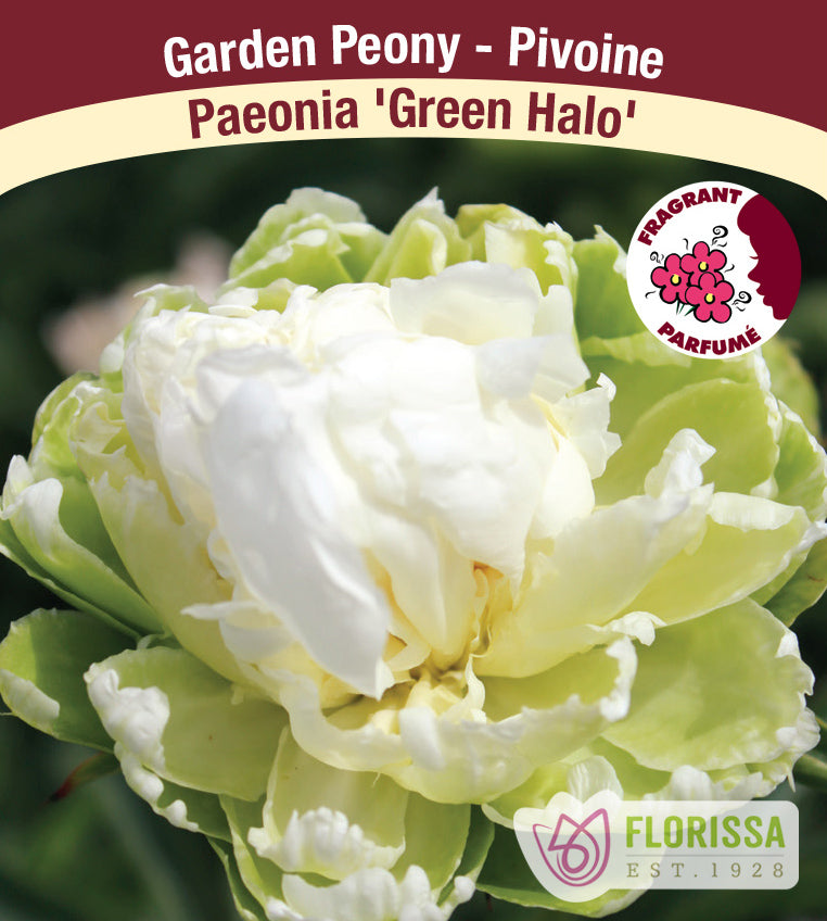Paeonia Lactiflora - Green Halo